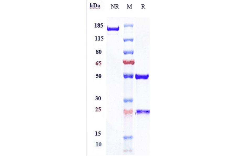 SDS-PAGE - Spartalizumab Biosimilar - Anti-PD1 Antibody - Low endotoxin, Azide free (A323748) - Antibodies.com
