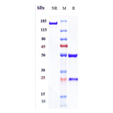 SDS-PAGE - Spartalizumab Biosimilar - Anti-PD1 Antibody - Low endotoxin, Azide free (A323748) - Antibodies.com