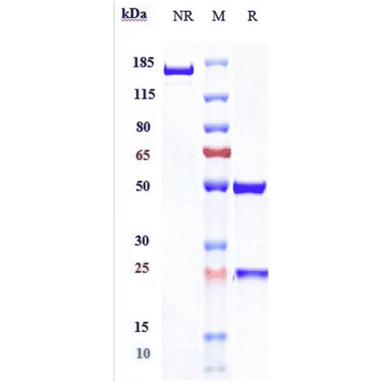 SDS-PAGE - Spartalizumab Biosimilar - Anti-PD1 Antibody - Low endotoxin, Azide free (A323748) - Antibodies.com