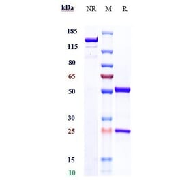 SDS-PAGE - Sudubrilimab Biosimilar - Anti-PD-L1 Antibody - Low endotoxin, Azide free (A323750) - Antibodies.com