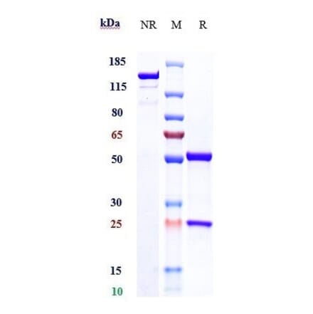 SDS-PAGE - Sudubrilimab Biosimilar - Anti-PD-L1 Antibody - Low endotoxin, Azide free (A323750) - Antibodies.com
