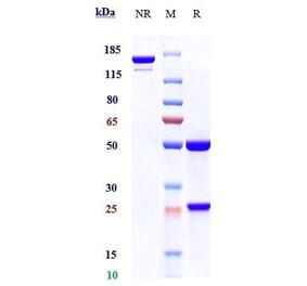 SDS-PAGE - Sugemalimab Biosimilar - Anti-PD-L1 Antibody - Low endotoxin, Azide free (A323751) - Antibodies.com