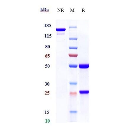 SDS-PAGE - Sugemalimab Biosimilar - Anti-PD-L1 Antibody - Low endotoxin, Azide free (A323751) - Antibodies.com