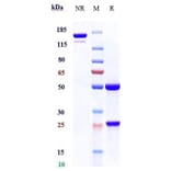 SDS-PAGE - Sugemalimab Biosimilar - Anti-PD-L1 Antibody - Low endotoxin, Azide free (A323751) - Antibodies.com