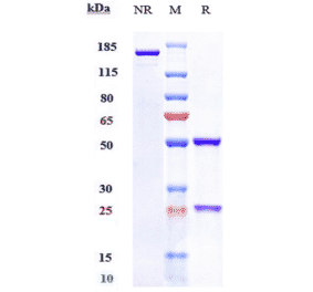 SDS-PAGE - Sutimlimab Biosimilar - Anti-C1s Antibody - Low endotoxin, Azide free (A323752) - Antibodies.com