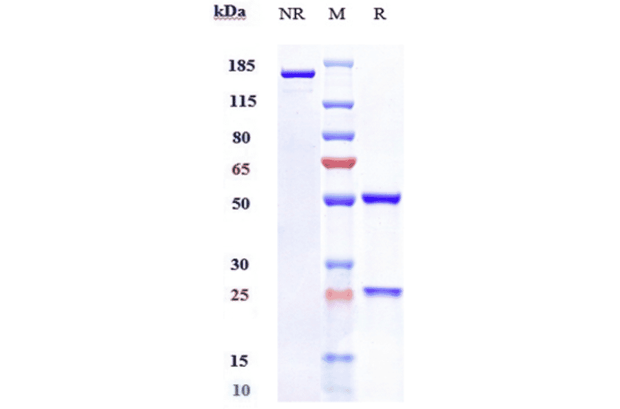 SDS-PAGE - Sutimlimab Biosimilar - Anti-C1s Antibody - Low endotoxin, Azide free (A323752) - Antibodies.com