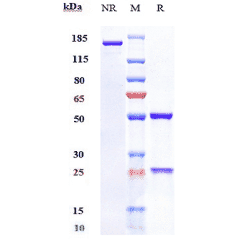SDS-PAGE - Sutimlimab Biosimilar - Anti-C1s Antibody - Low endotoxin, Azide free (A323752) - Antibodies.com