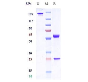 SDS-PAGE - Tabituximab Biosimilar - Anti-FZD10 Antibody - Low endotoxin, Azide free (A323754) - Antibodies.com