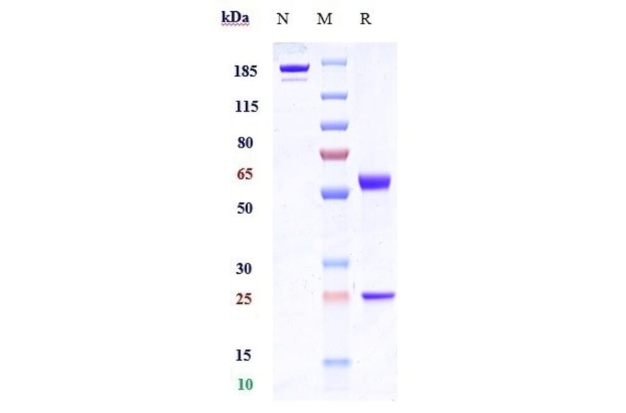 SDS-PAGE - Tabituximab Biosimilar - Anti-FZD10 Antibody - Low endotoxin, Azide free (A323754) - Antibodies.com