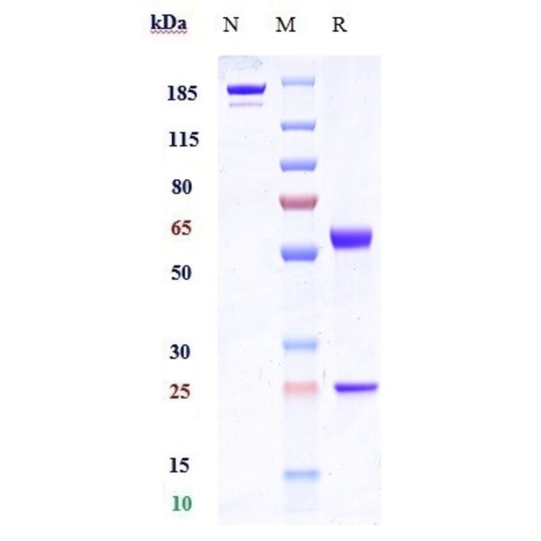 SDS-PAGE - Tabituximab Biosimilar - Anti-FZD10 Antibody - Low endotoxin, Azide free (A323754) - Antibodies.com