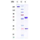 SDS-PAGE - Tabituximab Biosimilar - Anti-FZD10 Antibody - Low endotoxin, Azide free (A323754) - Antibodies.com