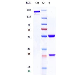 SDS-PAGE - Tafasitamab Biosimilar - Anti-CD19 Antibody - Low endotoxin, Azide free (A323756) - Antibodies.com