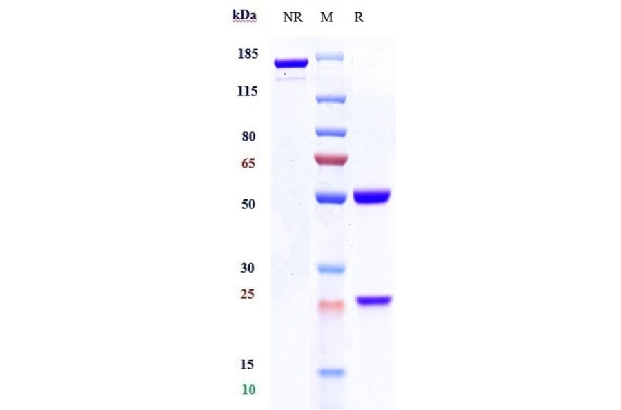 SDS-PAGE - Tafasitamab Biosimilar - Anti-CD19 Antibody - Low endotoxin, Azide free (A323756) - Antibodies.com