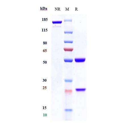 SDS-PAGE - Tafasitamab Biosimilar - Anti-CD19 Antibody - Low endotoxin, Azide free (A323756) - Antibodies.com
