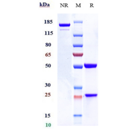 SDS-PAGE - Talacotuzumab Biosimilar - Anti-IL3RA/CD123 Antibody - Low endotoxin, Azide free (A323759) - Antibodies.com