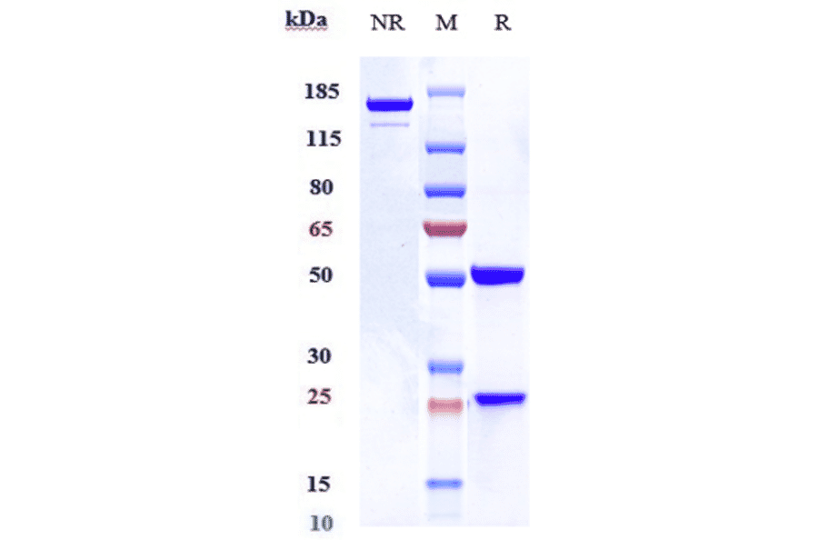 SDS-PAGE - Talacotuzumab Biosimilar - Anti-IL3RA/CD123 Antibody - Low endotoxin, Azide free (A323759) - Antibodies.com