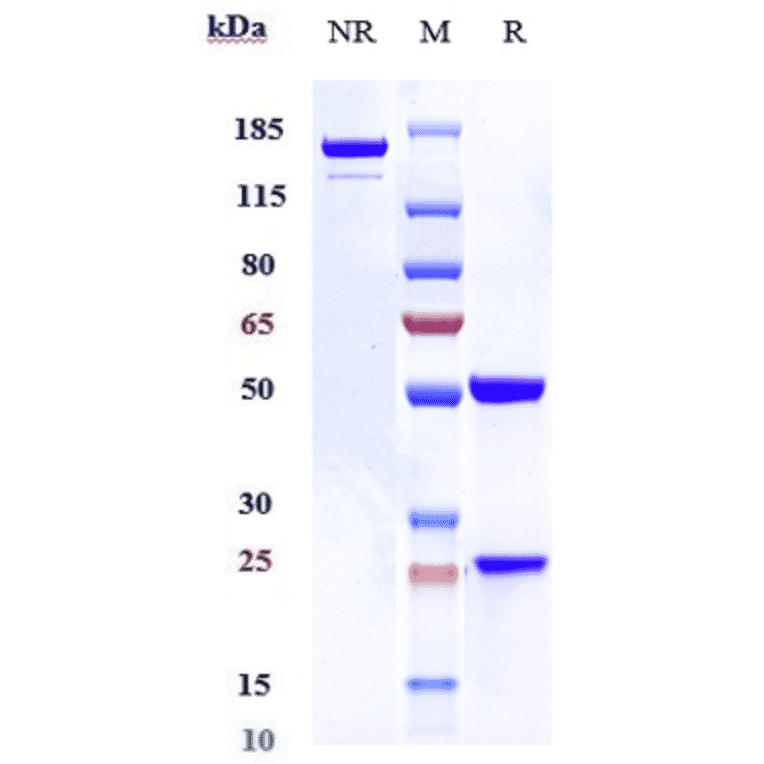 SDS-PAGE - Talacotuzumab Biosimilar - Anti-IL3RA/CD123 Antibody - Low endotoxin, Azide free (A323759) - Antibodies.com