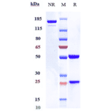 SDS-PAGE - Talacotuzumab Biosimilar - Anti-IL3RA/CD123 Antibody - Low endotoxin, Azide free (A323759) - Antibodies.com