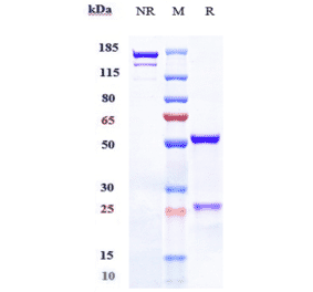 SDS-PAGE - Talquetamab Biosimilar - Anti-GPCR GPRC5D Antibody - Low endotoxin, Azide free (A323761) - Antibodies.com