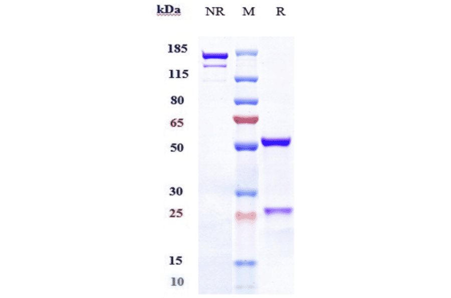 SDS-PAGE - Talquetamab Biosimilar - Anti-GPCR GPRC5D Antibody - Low endotoxin, Azide free (A323761) - Antibodies.com