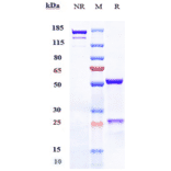 SDS-PAGE - Talquetamab Biosimilar - Anti-GPCR GPRC5D Antibody - Low endotoxin, Azide free (A323761) - Antibodies.com