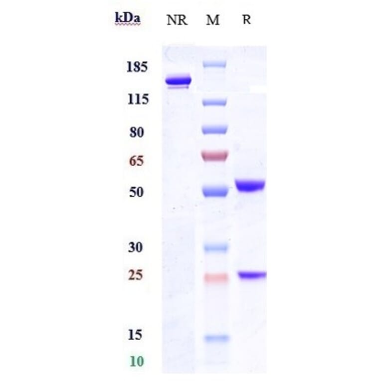 SDS-PAGE - Tamrintamab Biosimilar - Anti-DPEP3 Antibody - Low endotoxin, Azide free (A323763) - Antibodies.com