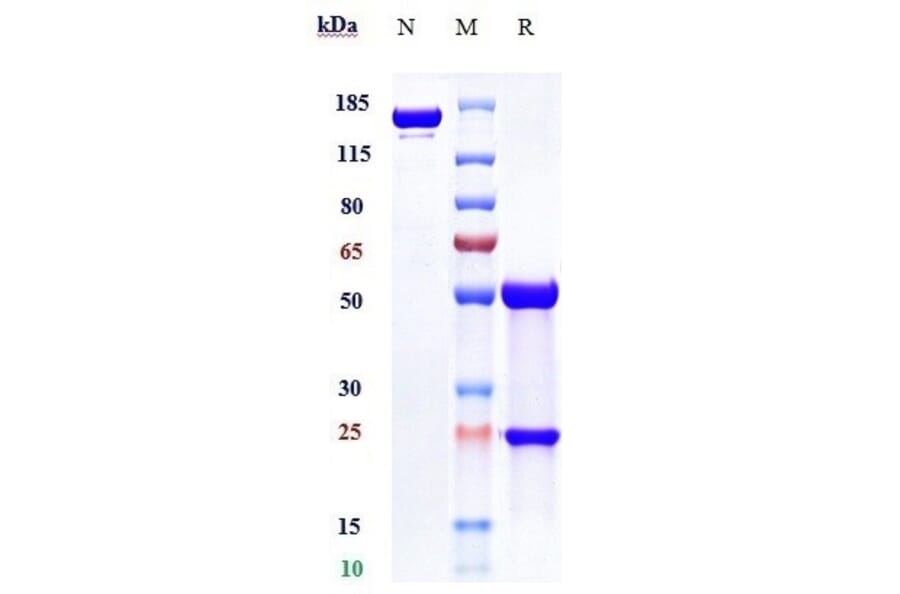 SDS-PAGE - Tanezumab Biosimilar - Anti-NGF Antibody - Low endotoxin, Azide free (A323764) - Antibodies.com