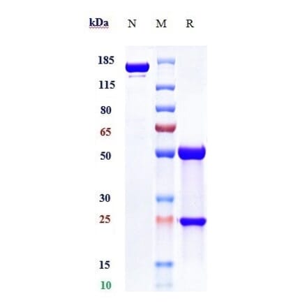 SDS-PAGE - Tanezumab Biosimilar - Anti-NGF Antibody - Low endotoxin, Azide free (A323764) - Antibodies.com