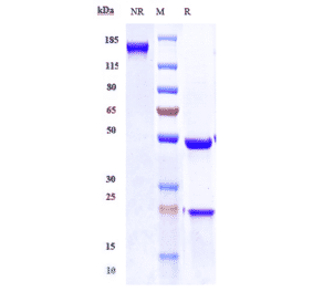 SDS-PAGE - Tarextumab Biosimilar - Anti-Notch3 Antibody - Low endotoxin, Azide free (A323765) - Antibodies.com