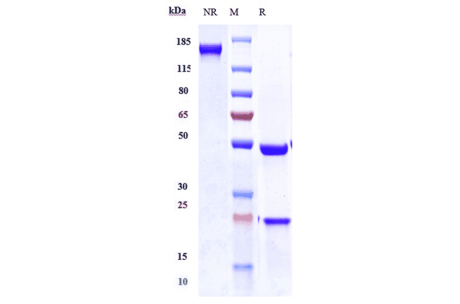 SDS-PAGE - Tarextumab Biosimilar - Anti-Notch3 Antibody - Low endotoxin, Azide free (A323765) - Antibodies.com