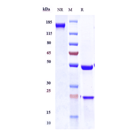 SDS-PAGE - Tarextumab Biosimilar - Anti-Notch3 Antibody - Low endotoxin, Azide free (A323765) - Antibodies.com