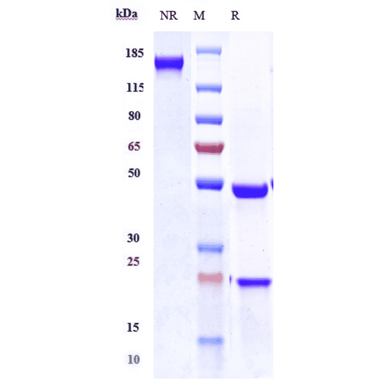 SDS-PAGE - Tarextumab Biosimilar - Anti-Notch3 Antibody - Low endotoxin, Azide free (A323765) - Antibodies.com