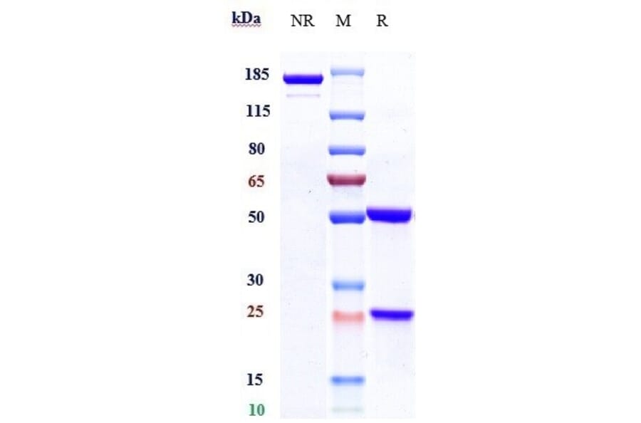 SDS-PAGE - Telisotuzumab Biosimilar - Anti-Met (c-Met) Antibody - Low endotoxin, Azide free (A323770) - Antibodies.com