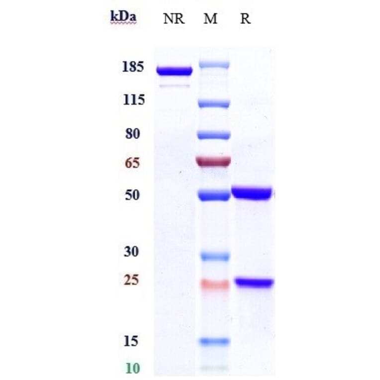 SDS-PAGE - Telisotuzumab Biosimilar - Anti-Met (c-Met) Antibody - Low endotoxin, Azide free (A323770) - Antibodies.com
