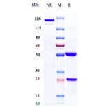 SDS-PAGE - Telisotuzumab Biosimilar - Anti-Met (c-Met) Antibody - Low endotoxin, Azide free (A323770) - Antibodies.com