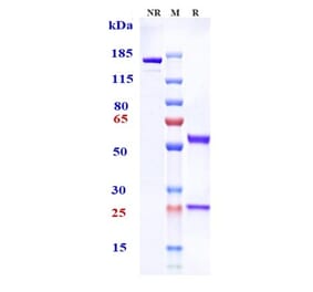 SDS-PAGE - Tenatumomab Biosimilar - Anti-Tenascin C Antibody - Low endotoxin, Azide free (A323771) - Antibodies.com