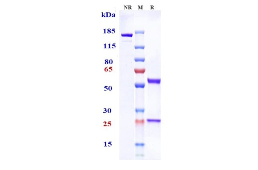SDS-PAGE - Tenatumomab Biosimilar - Anti-Tenascin C Antibody - Low endotoxin, Azide free (A323771) - Antibodies.com