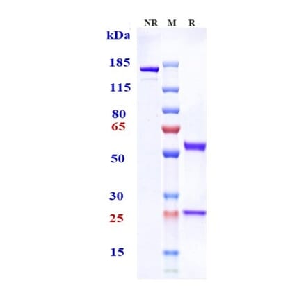 SDS-PAGE - Tenatumomab Biosimilar - Anti-Tenascin C Antibody - Low endotoxin, Azide free (A323771) - Antibodies.com