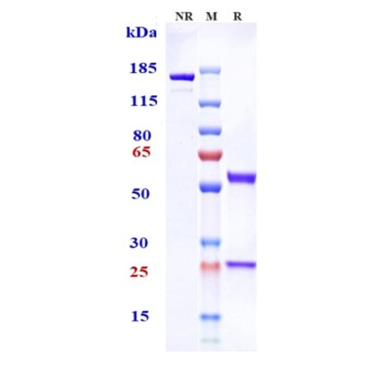 SDS-PAGE - Tenatumomab Biosimilar - Anti-Tenascin C Antibody - Low endotoxin, Azide free (A323771) - Antibodies.com