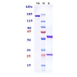 SDS-PAGE - Tenatumomab Biosimilar - Anti-Tenascin C Antibody - Low endotoxin, Azide free (A323771) - Antibodies.com