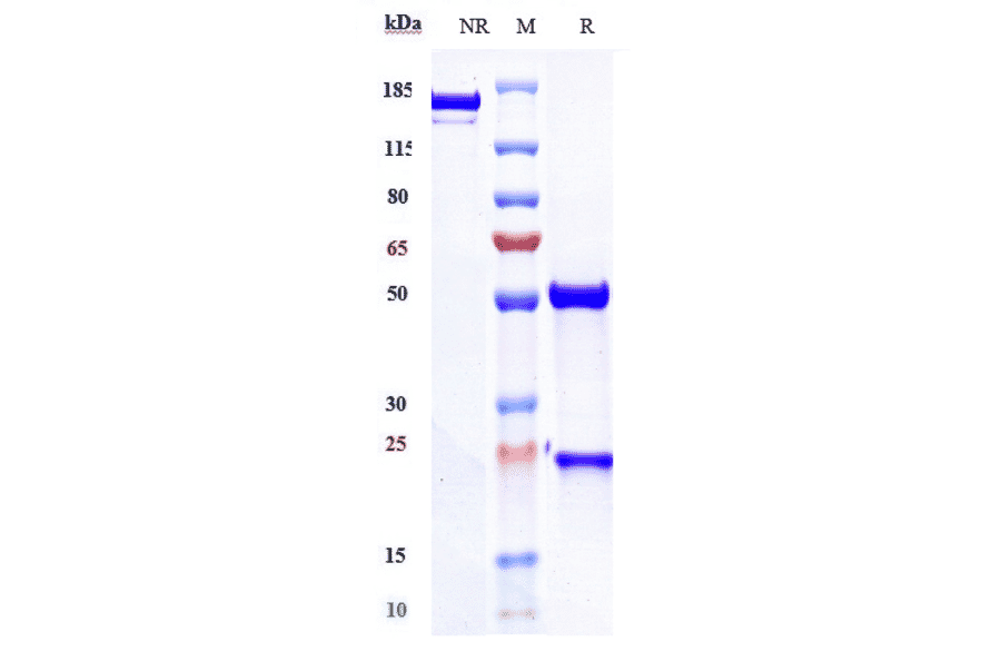 SDS-PAGE - Teplizumab Biosimilar - Anti-CD3 epsilon Antibody - Low endotoxin, Azide free (A323772) - Antibodies.com