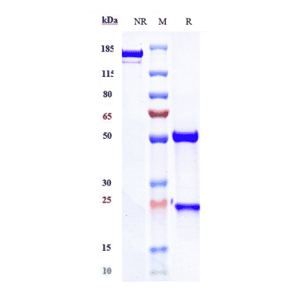 SDS-PAGE - Teplizumab Biosimilar - Anti-CD3 epsilon Antibody - Low endotoxin, Azide free (A323772) - Antibodies.com