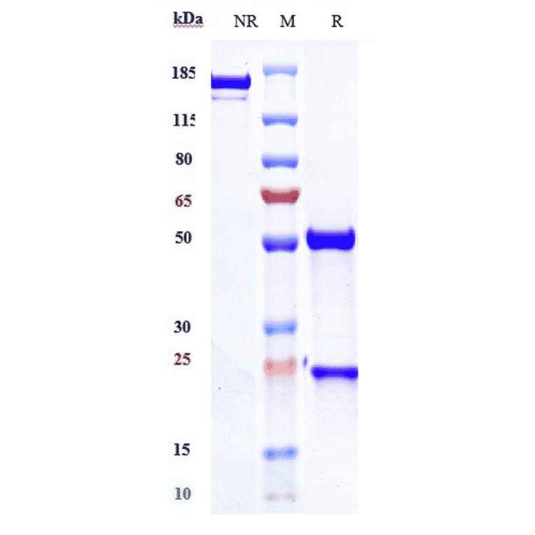 SDS-PAGE - Teplizumab Biosimilar - Anti-CD3 epsilon Antibody - Low endotoxin, Azide free (A323772) - Antibodies.com