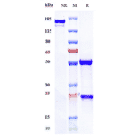 SDS-PAGE - Teplizumab Biosimilar - Anti-CD3 epsilon Antibody - Low endotoxin, Azide free (A323772) - Antibodies.com