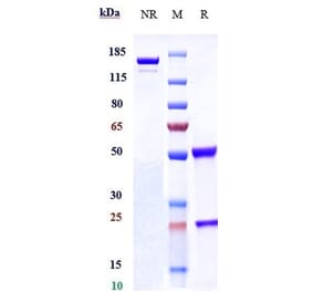 SDS-PAGE - Tepoditamab Biosimilar - Anti-CLEC12A Antibody - Low endotoxin, Azide free (A323773) - Antibodies.com