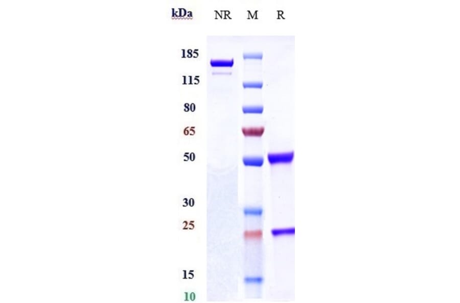 SDS-PAGE - Tepoditamab Biosimilar - Anti-CLEC12A Antibody - Low endotoxin, Azide free (A323773) - Antibodies.com