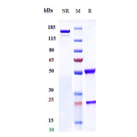 SDS-PAGE - Tepoditamab Biosimilar - Anti-CLEC12A Antibody - Low endotoxin, Azide free (A323773) - Antibodies.com