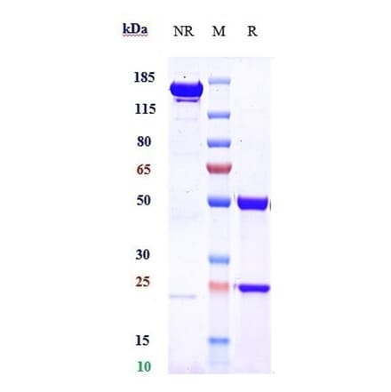 SDS-PAGE - Teprotumumab Biosimilar - Anti-IGF1 Receptor Antibody - Low endotoxin, Azide free (A323774) - Antibodies.com