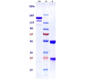 SDS-PAGE - Tesidolumab Biosimilar - Anti-C5 Antibody - Low endotoxin, Azide free (A323775) - Antibodies.com