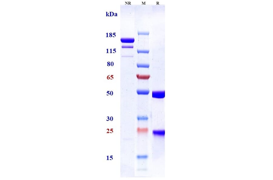SDS-PAGE - Tesidolumab Biosimilar - Anti-C5 Antibody - Low endotoxin, Azide free (A323775) - Antibodies.com